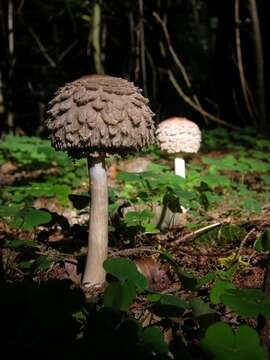 Image of Chlorophyllum rachodes (Vittad.) Vellinga 2002