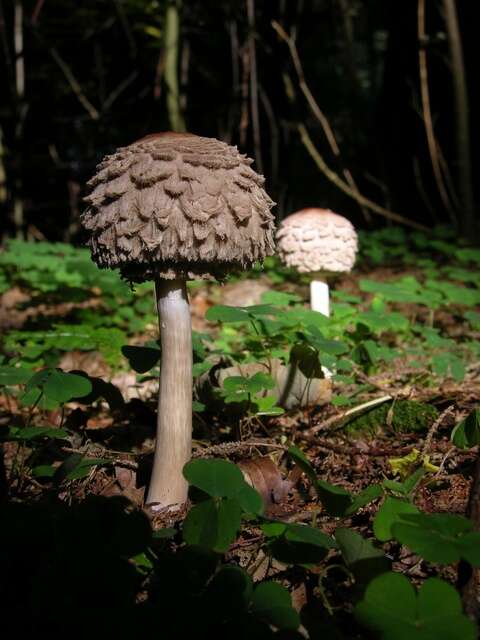 Plancia ëd Chlorophyllum rachodes (Vittad.) Vellinga 2002