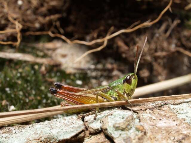 Pseudochorthippus resmi