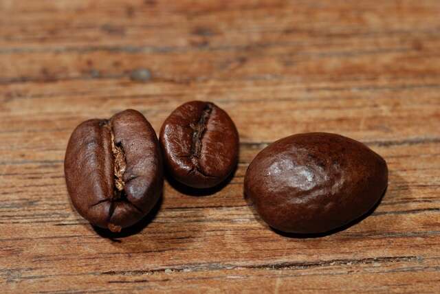 Image of coffee family