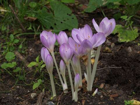 Image of colchicum