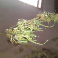 Image of marijuana