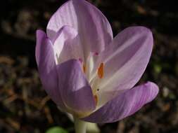 Image of colchicum