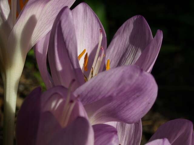 Image of colchicum