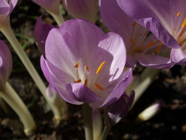 Image of colchicum