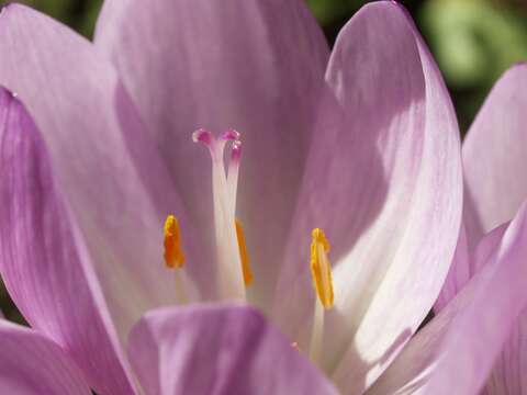 Image of colchicum