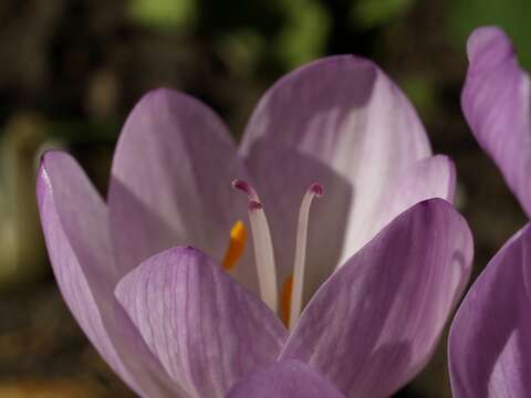 Image of colchicum