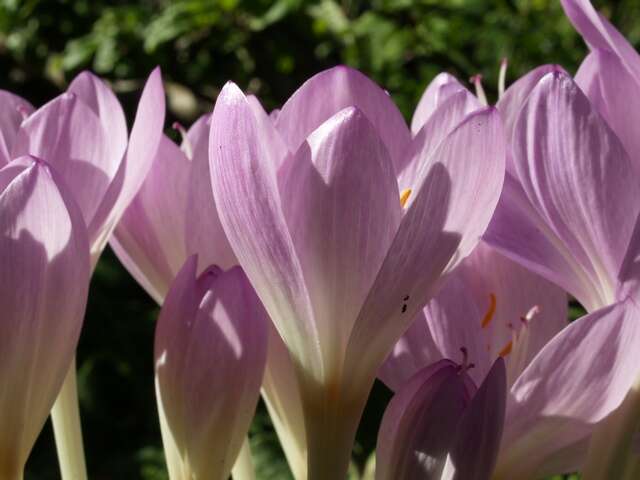 Image of colchicum