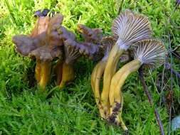 Image of Craterellus