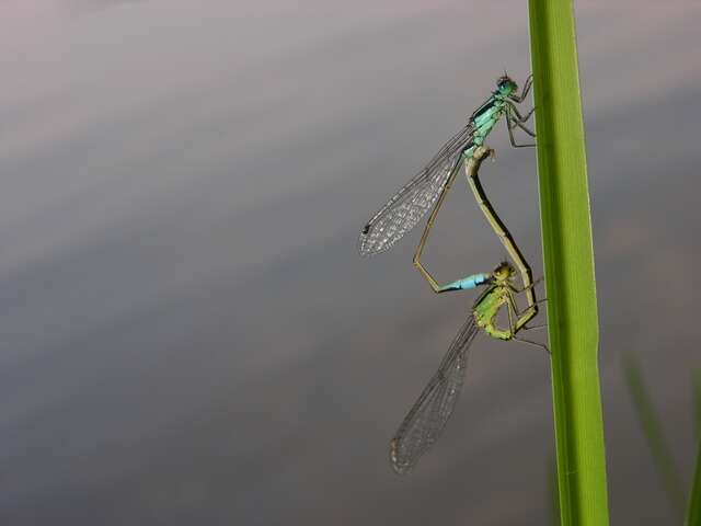 Image of bluet