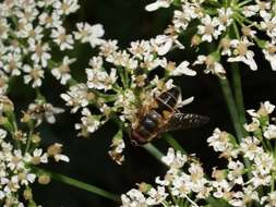 Image of Tapered Drone Fly