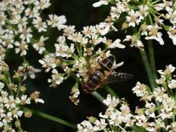 Image of Eristalis pertinax (Scopoli 1763)