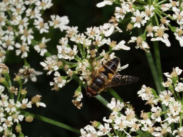 Image of Eristalis pertinax (Scopoli 1763)