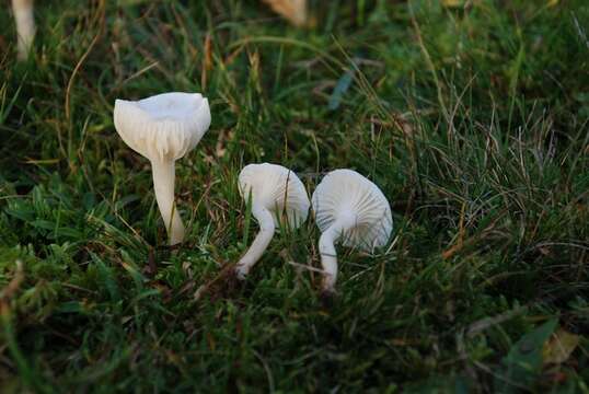 Image of Snowy Waxcap