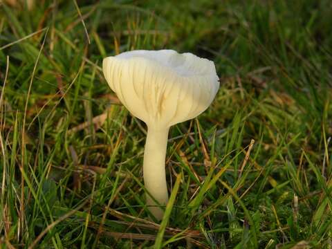 Image of Snowy Waxcap