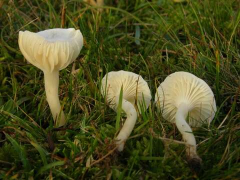Image of Snowy Waxcap