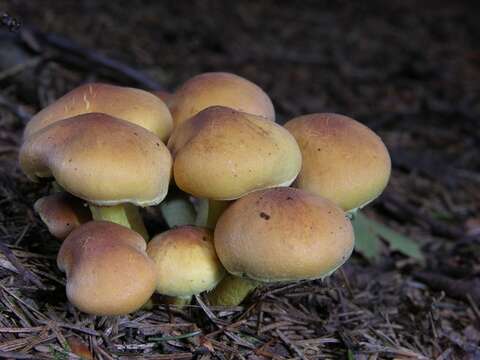 Image of Hypholoma