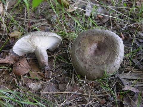 Image of Milk Cap Mushrooms