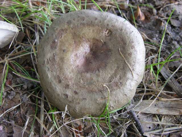 Image of Milk Cap Mushrooms