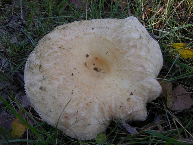 Image of Milk Cap Mushrooms