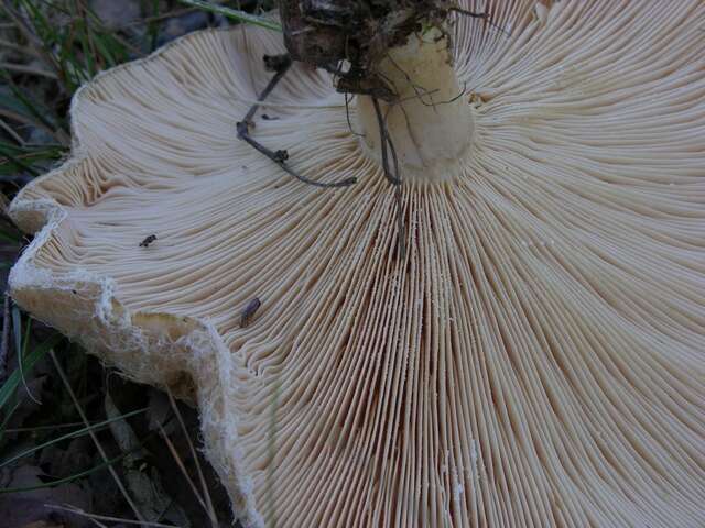 Image of Milk Cap Mushrooms