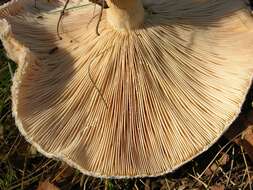 Image of Milk Cap Mushrooms