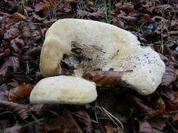 Image of Lactarius