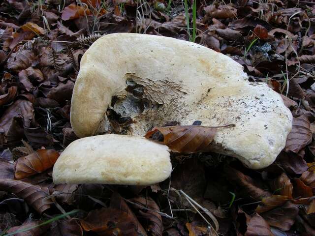 Lactarius resmi