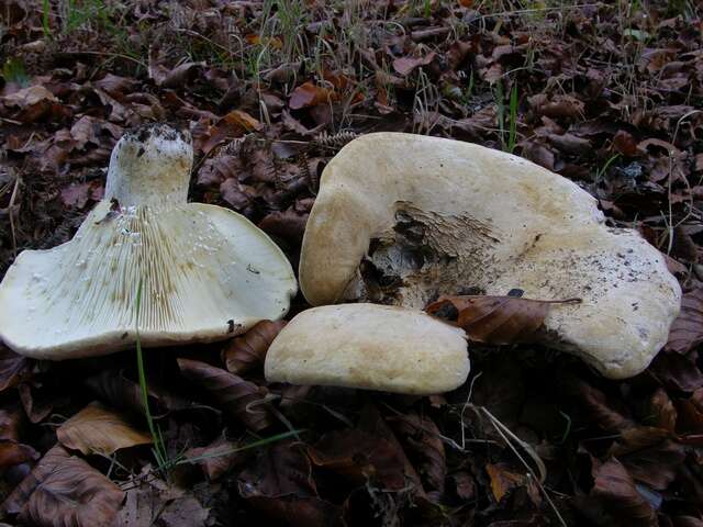 Lactarius resmi