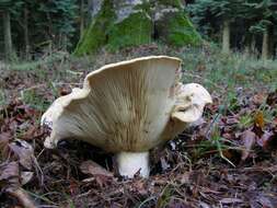 Image of Lactarius