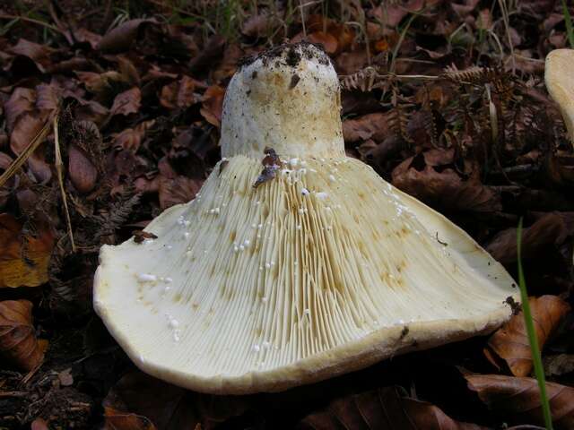 Lactarius resmi