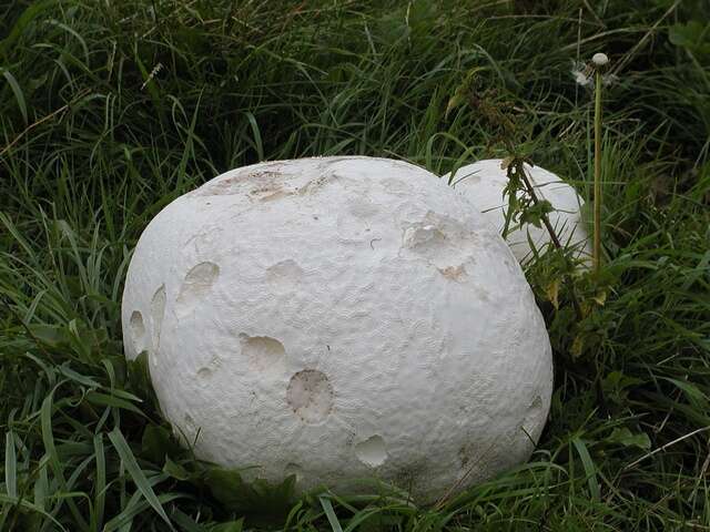 Image of Calvatia