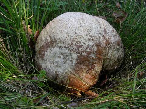 Image de Calvatia