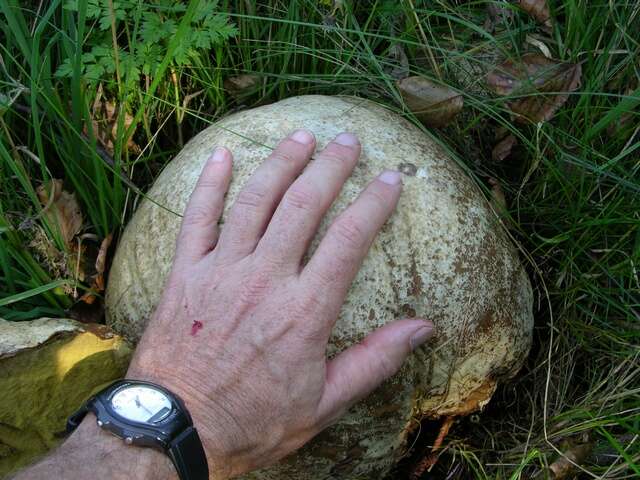 Image of Calvatia