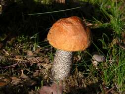 Image of Leccinum