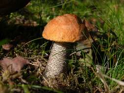 Image of Leccinum