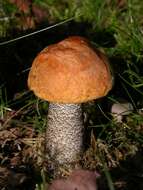 Image of Leccinum