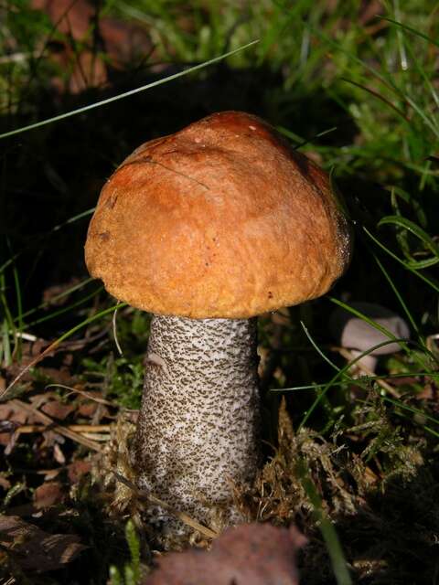 Image of Leccinum