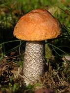 Image of Leccinum