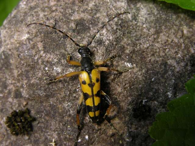 Image of <i>Leptura maculata</i>