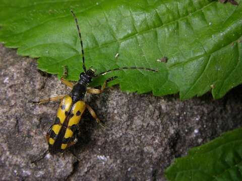 Image of <i>Leptura maculata</i>