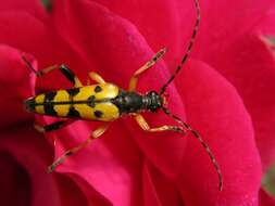 Image of <i>Leptura maculata</i>