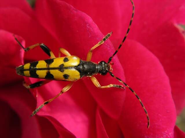 Image of <i>Leptura maculata</i>