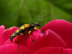 Image of <i>Leptura maculata</i>