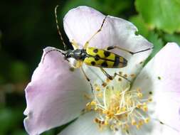 Image of <i>Leptura maculata</i>