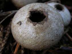 Image of Lycoperdon nigrescens Pers. 1794