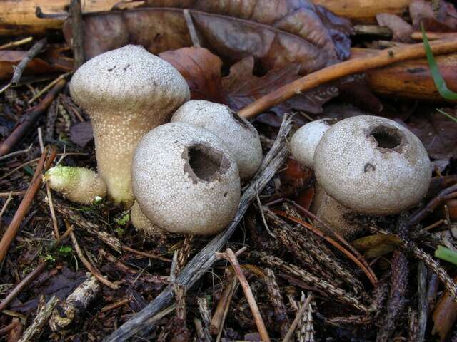 Image of Lycoperdon nigrescens Pers. 1794