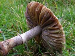 Image of Macrolepiota