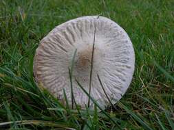 Image of Macrolepiota