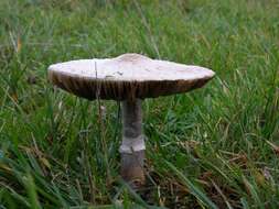 Image of Macrolepiota